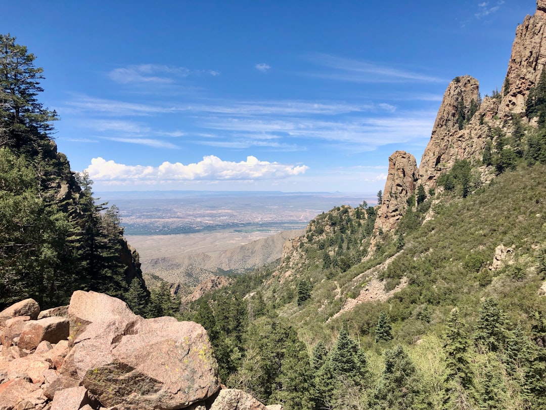 Pine forest hiking trail in the Sangre de Cristo Mountains of northern New Mexico
