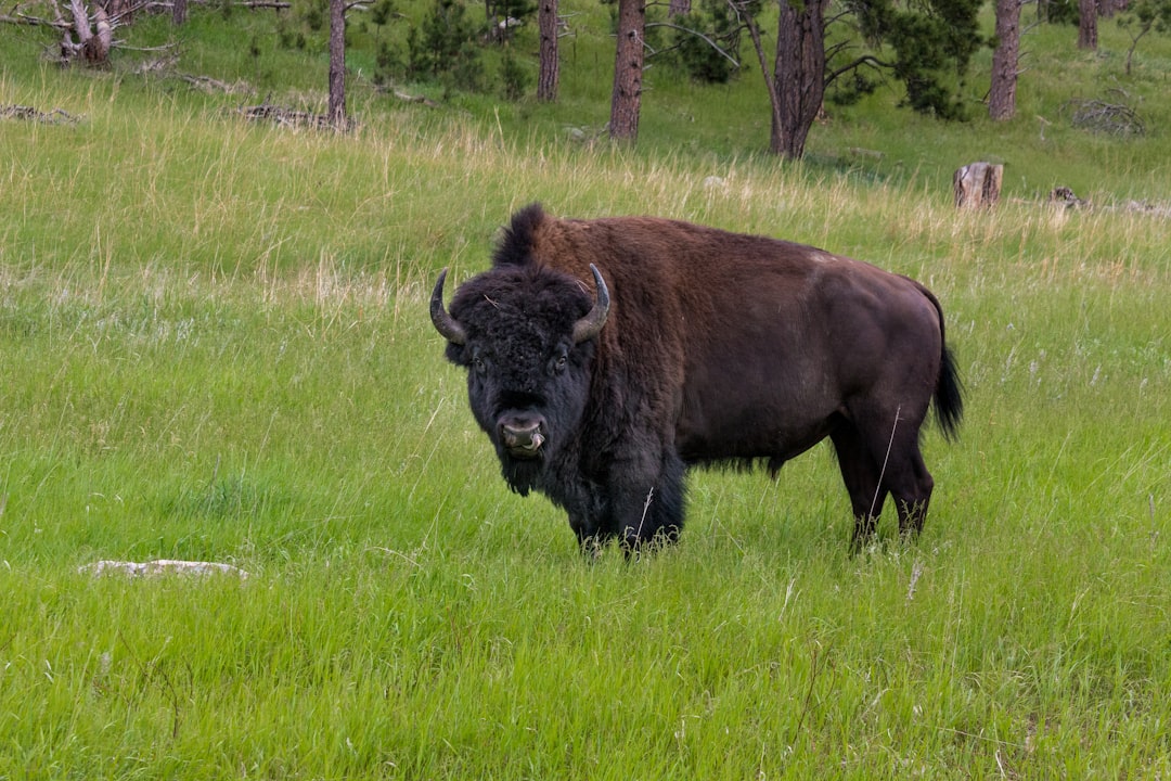 Bison grazing in a Yellowstone valley with autumn tones