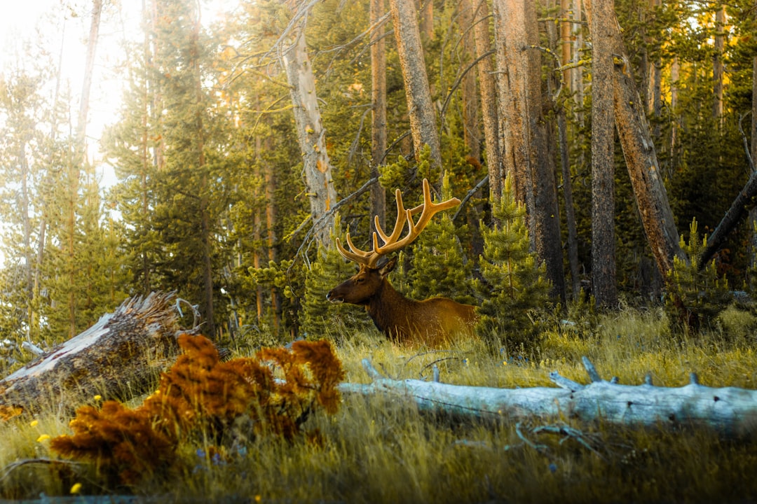 A bull elk in Mammoth Hot Springs area during the September rut
