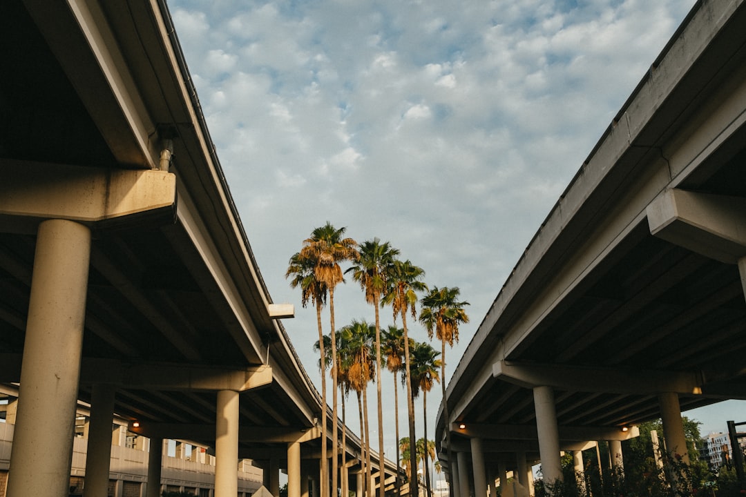 Florida palm trees lining a downtown street near restaurants