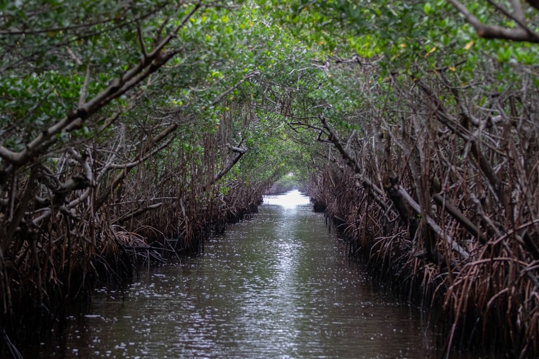 Kayaking through a mangrove tunnel in Florida