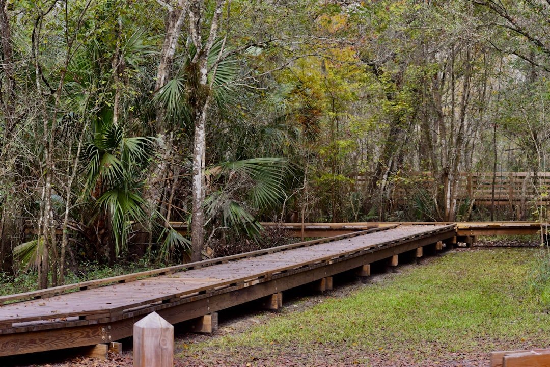 Florida boardwalk nature trail through mangroves