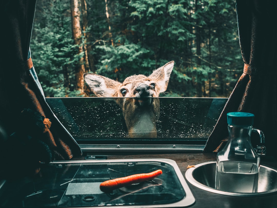 Compact camper van sink with faucet