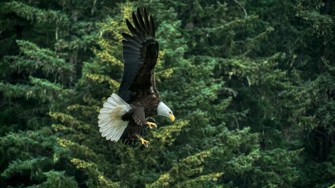 Bald eagle perched in Alaska wilderness
