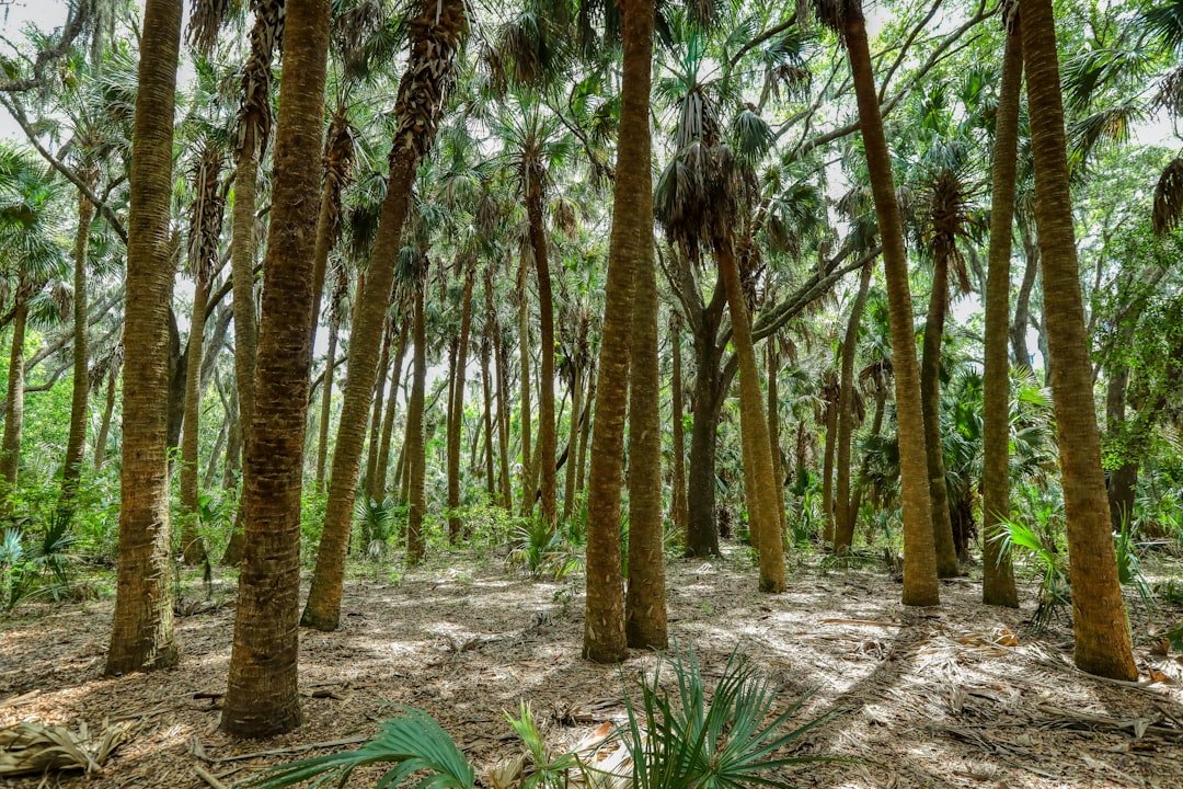 Hiking trail through Florida palm trees and tropical vegetation
