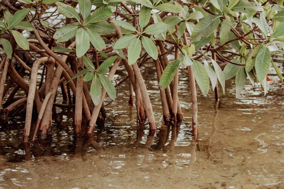Dense mangrove forest with intricate root systems along Florida's coast