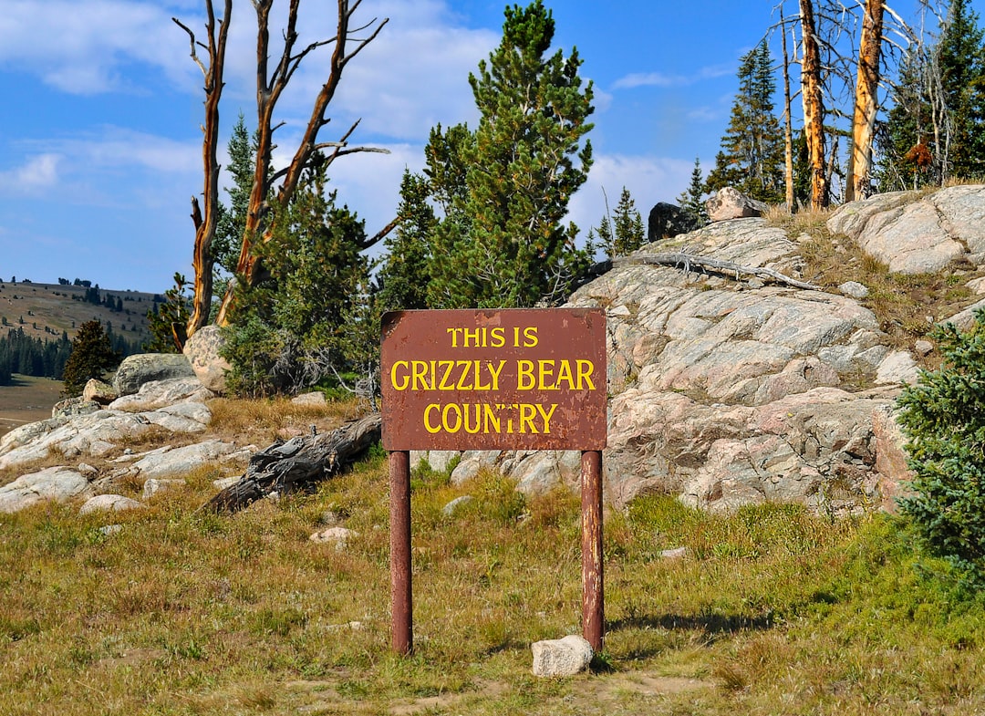 Grizzly bear in Montana wilderness habitat