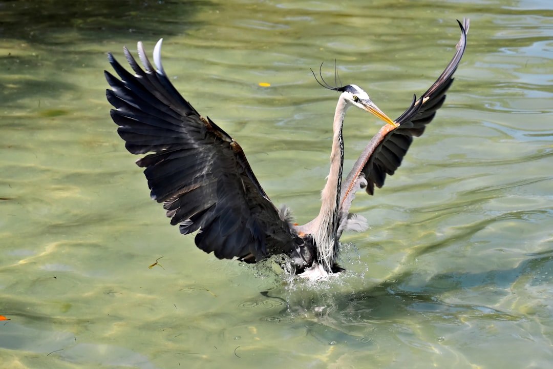 Great white heron wading in Florida shallows