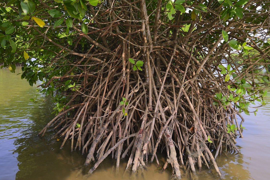 Mangrove root system along Florida waterway