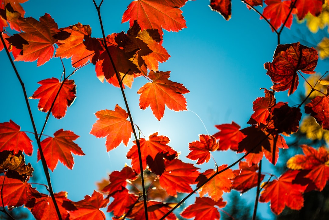 Dense red maple forest in peak autumn color along Blue Ridge Parkway