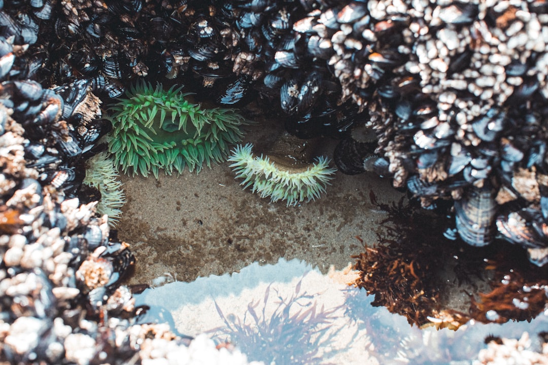 Colorful tide pool creatures on the Olympic Peninsula coast
