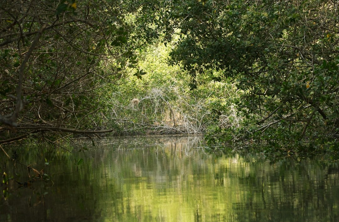 Kayak paddling through a peaceful mangrove tunnel
