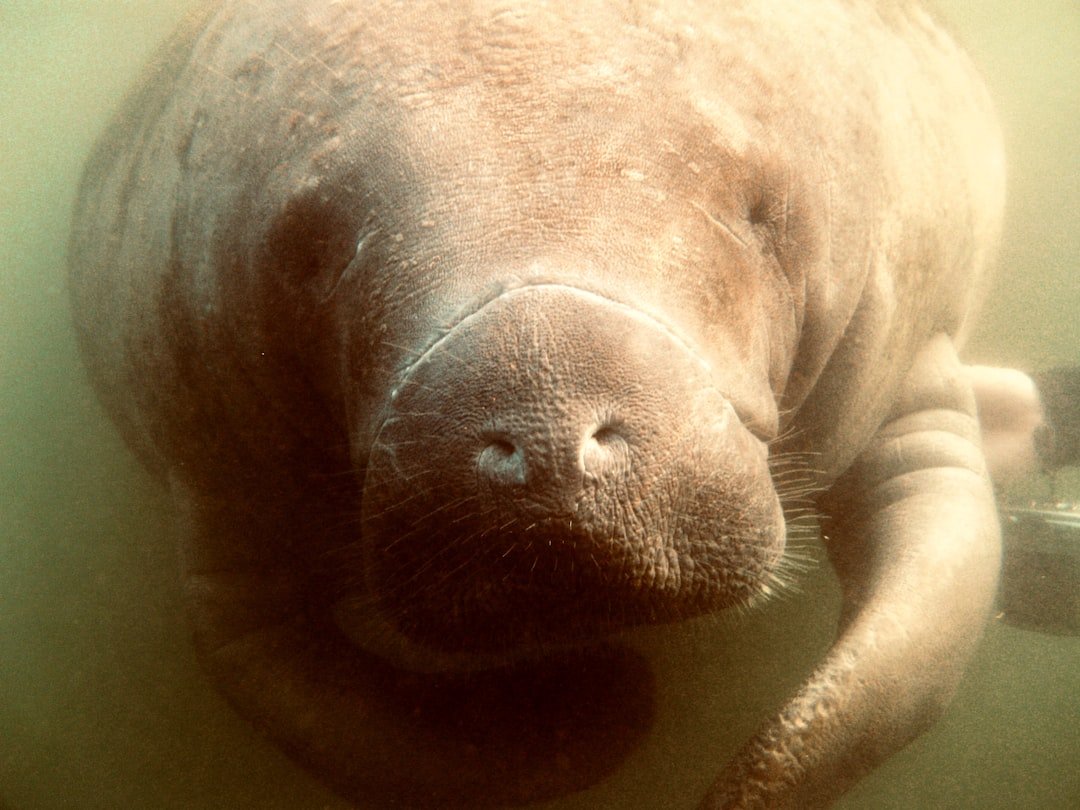 Manatee swimming in Florida waters