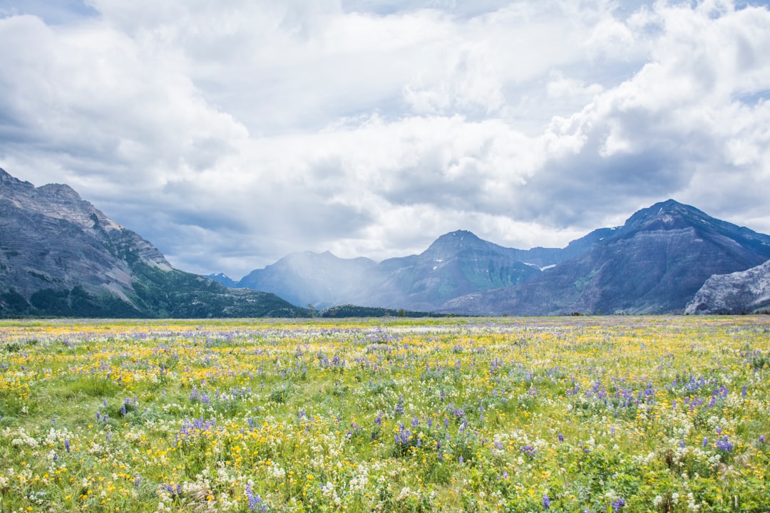 Alpine wildflowers blooming in mountain meadow during July in the Sawtooths