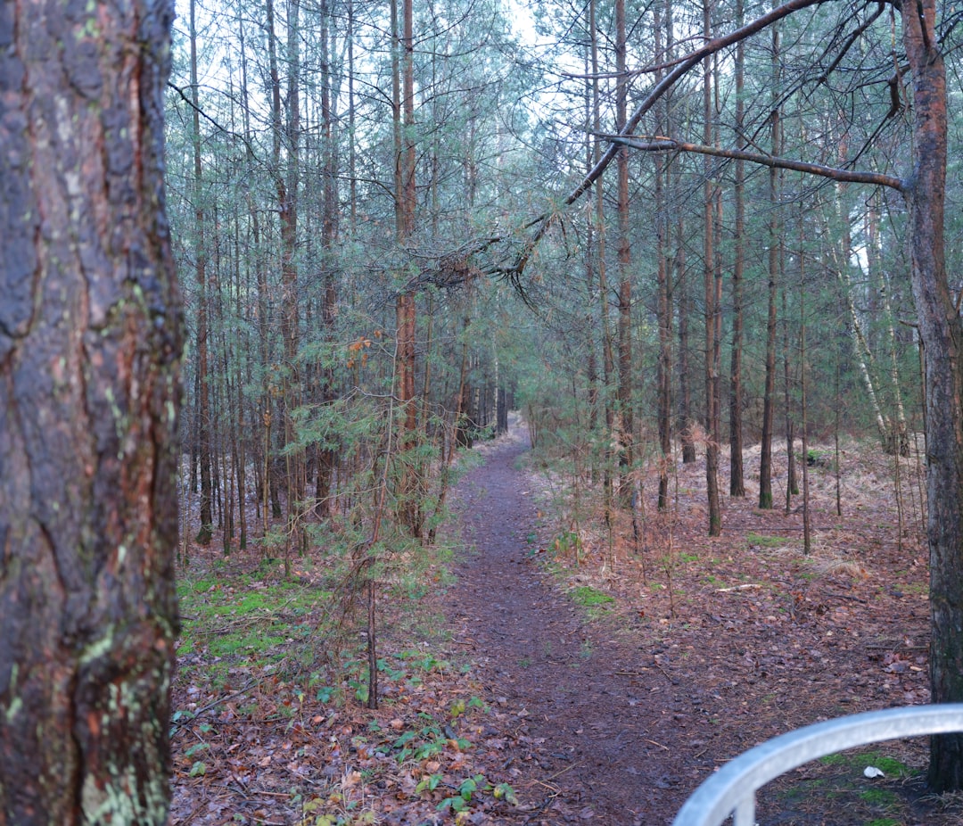 Hiking trail through dense pine forest in the Sawtooth National Recreation Area