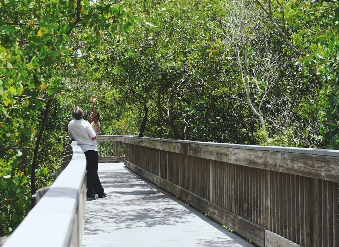 Boardwalk through dense mangrove forest in coastal Florida