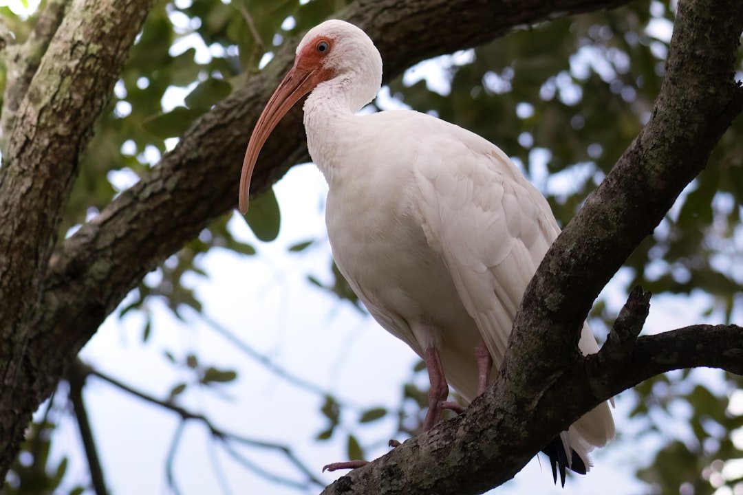 Wading bird in Florida wetland habitat