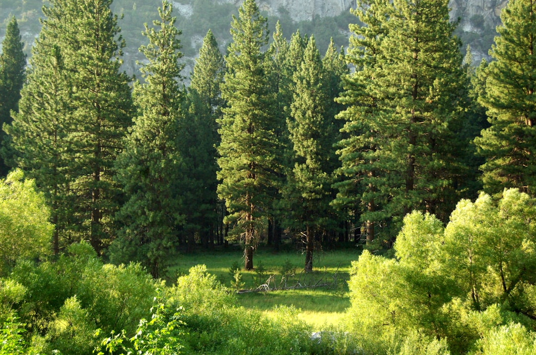 Arizona ponderosa pine forest with mountains in summer