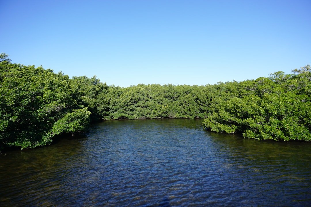 Kayaking through Florida mangroves