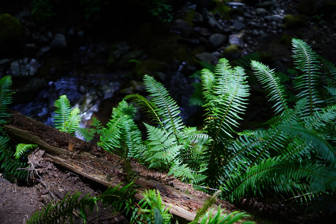 Hiking through dense Olympic National Park forest trails