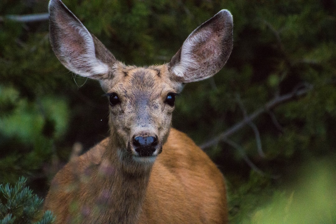 Roosevelt elk grazing in a meadow at Olympic National Park