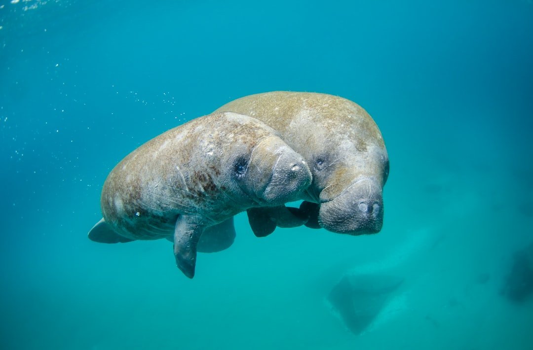 Manatee swimming gracefully underwater