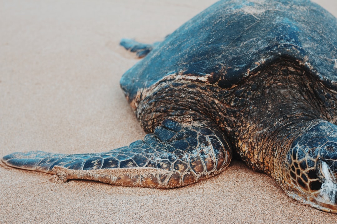 Sea turtle leaving flipper tracks on wet beach sand