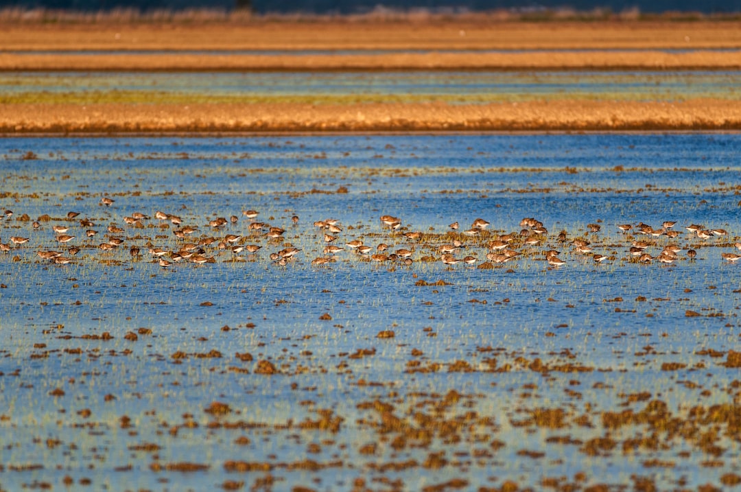 Coastal birds in marshland wildlife watching