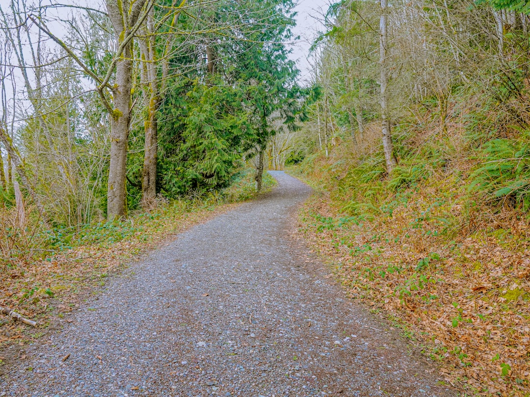 Lush Pacific Northwest forest trail through ferns and moss-covered trees