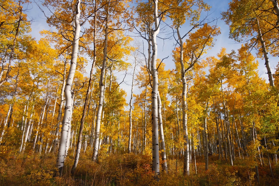 A dense stand of aspens in brilliant golden fall color