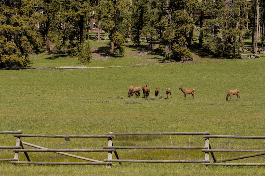 Elk herd grazing in a wide open meadow