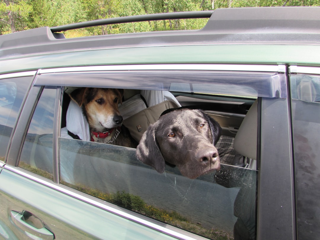 Two dogs secured in a vehicle backseat with safety harnesses