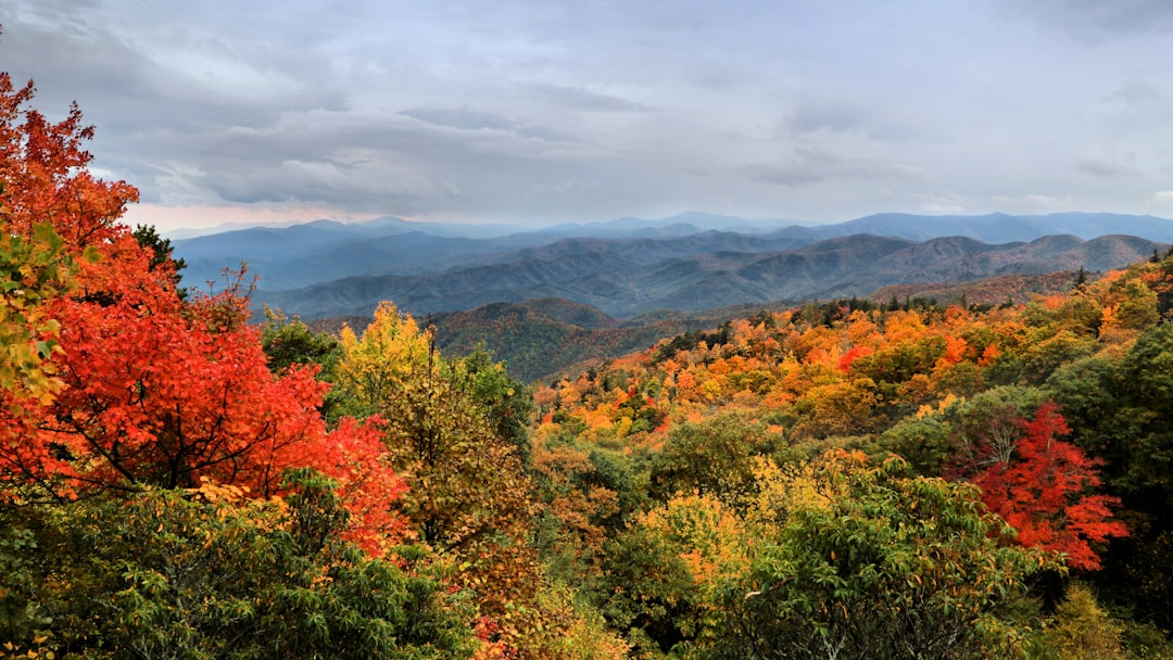 Autumn foliage filling a canyon overlook at golden hour