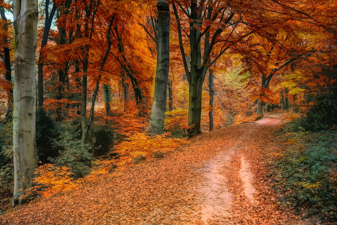 A hiking trail winding through an autumn forest