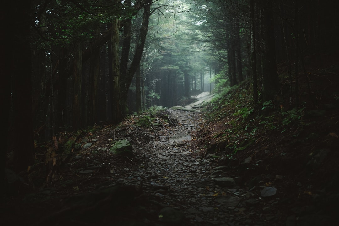 Appalachian Trail through dense forest in the Smokies