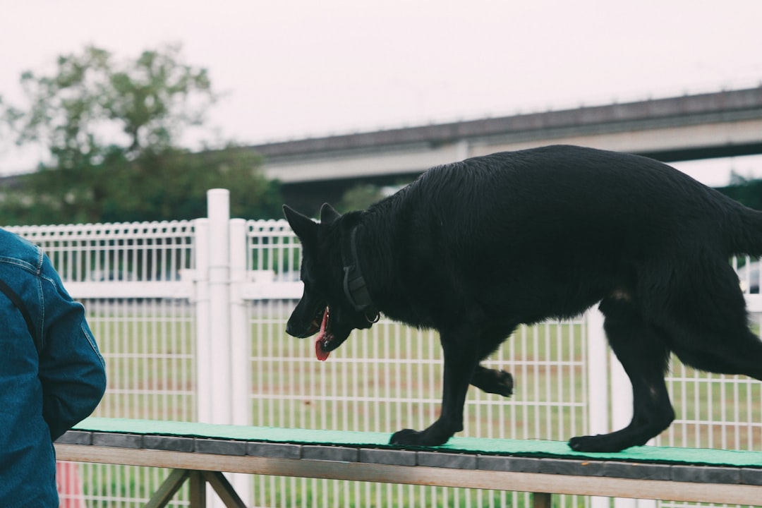 Dog confidently walking up a portable pet ramp