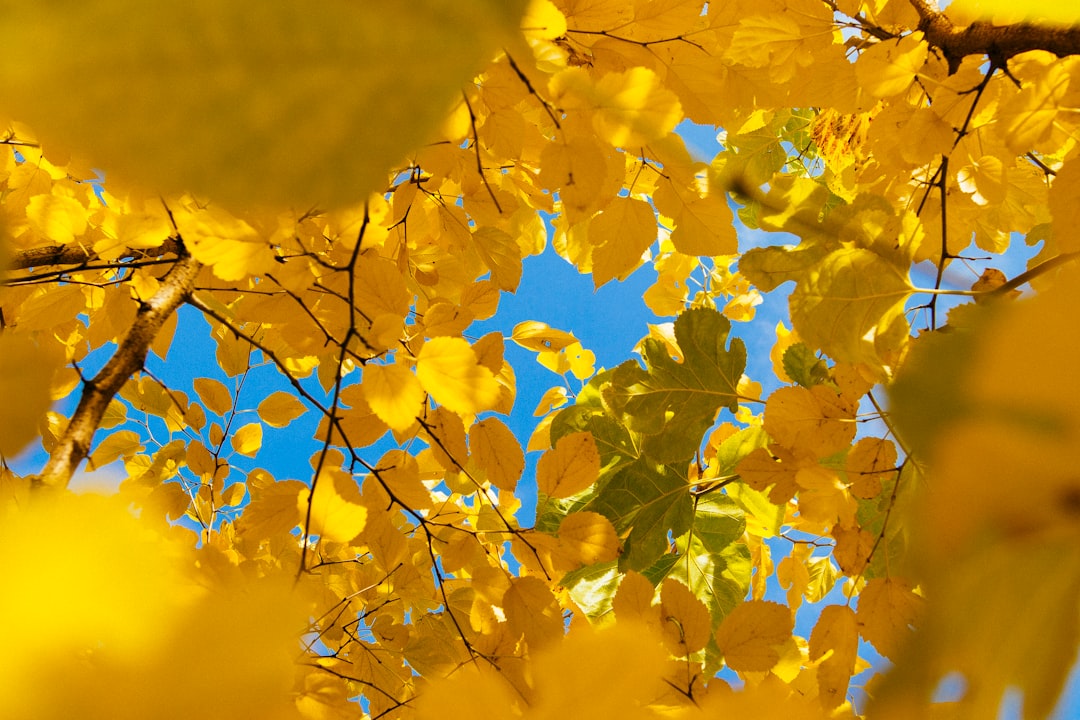Golden aspen leaves glowing against a blue sky