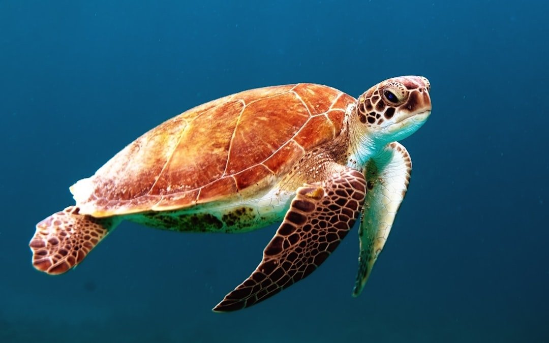 Sea turtle swimming through deep blue water