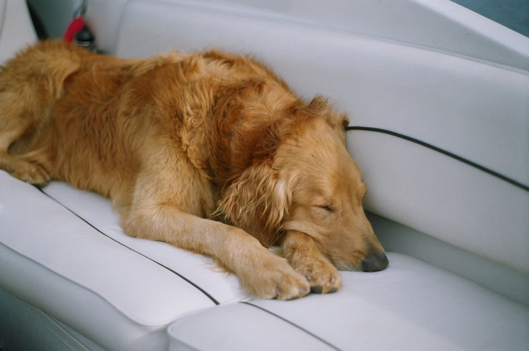 Golden retriever sleeping comfortably inside a campervan interior