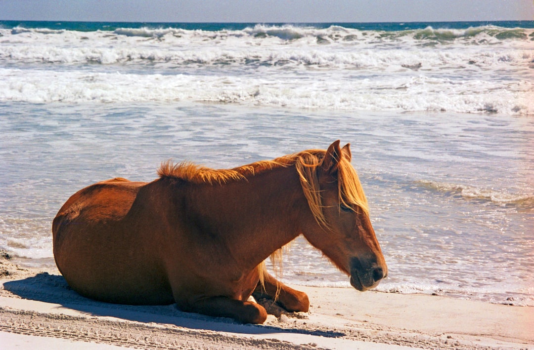 Assateague Island ocean beach waves