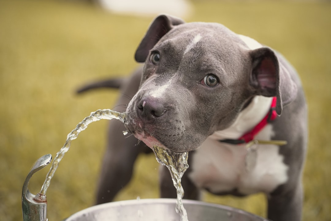 Dog drinking water during a road trip stop