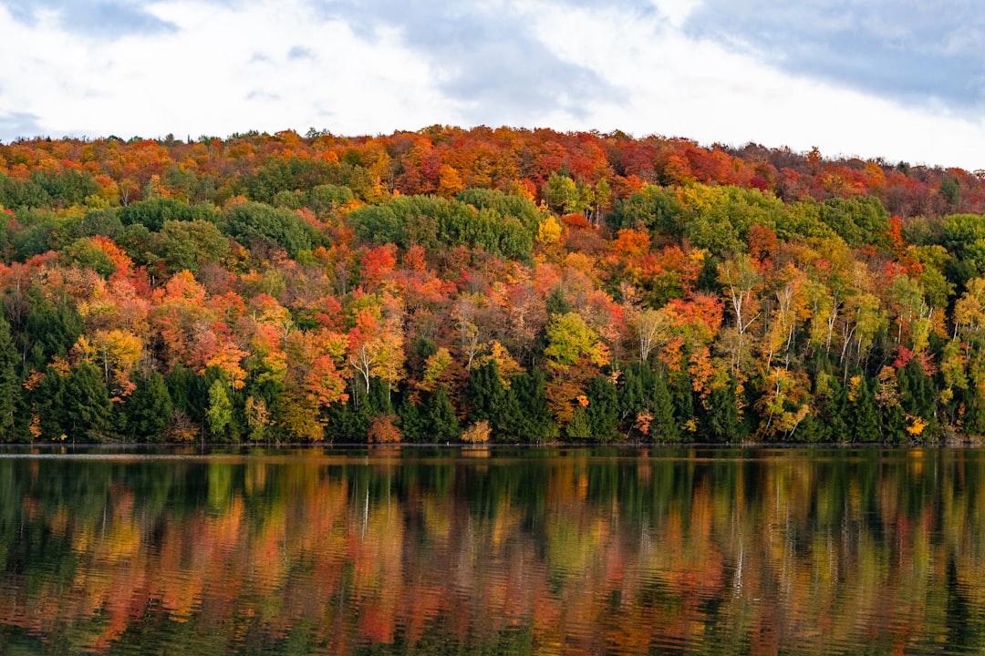 White aspen trunks with bright yellow leaves in autumn