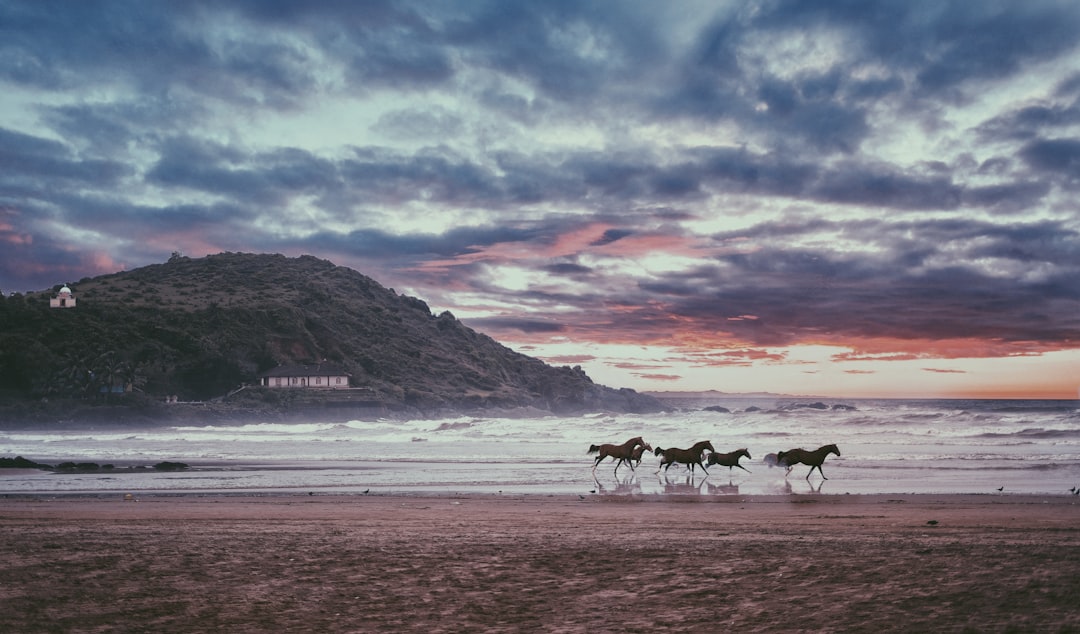 Wild horses running on beach sand