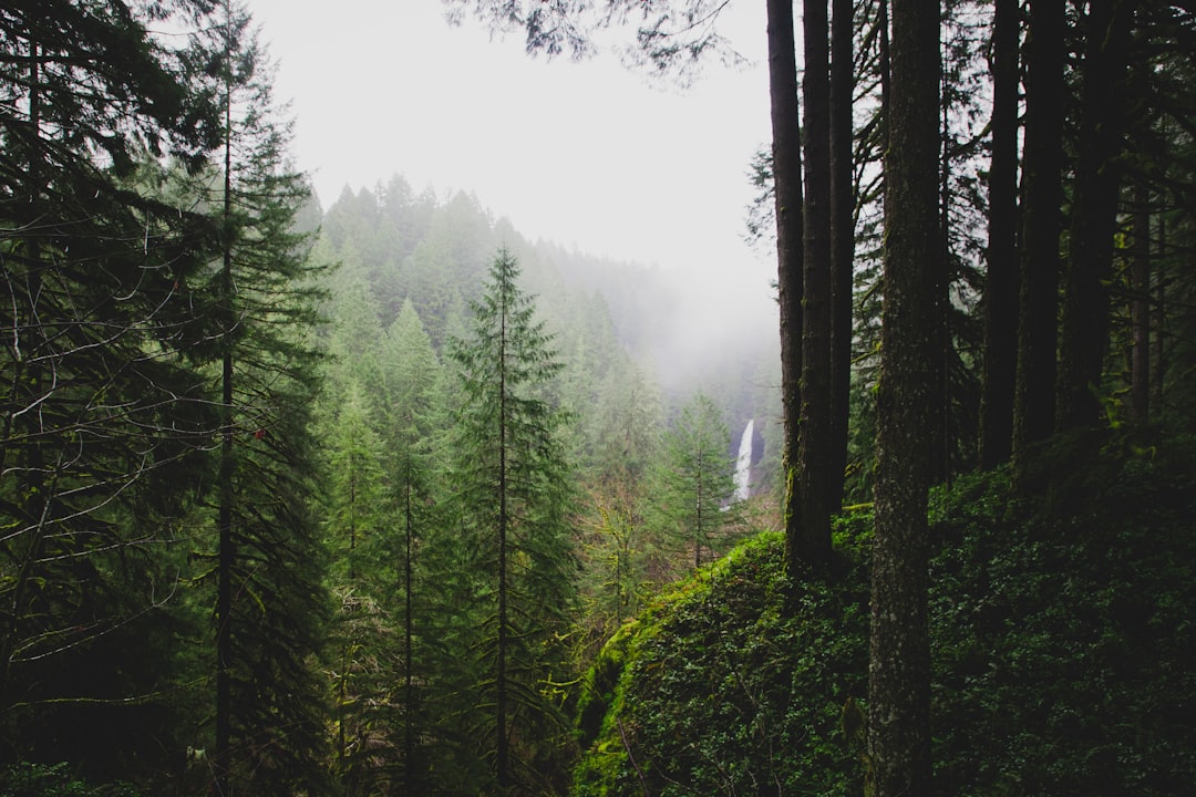 Eagle Creek trail winding through old-growth forest alongside a crystal-clear creek