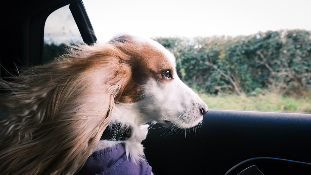Dog enjoying the breeze through an open car window