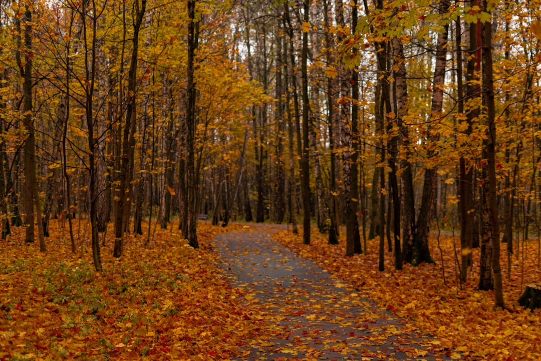 Golden autumn foliage lining a forest path in the Cape Breton Highlands