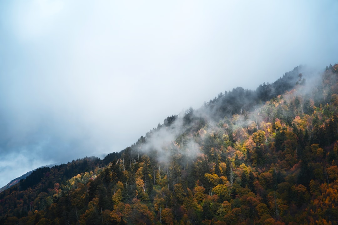 Misty fog drifting over steep autumn-colored mountainside forest