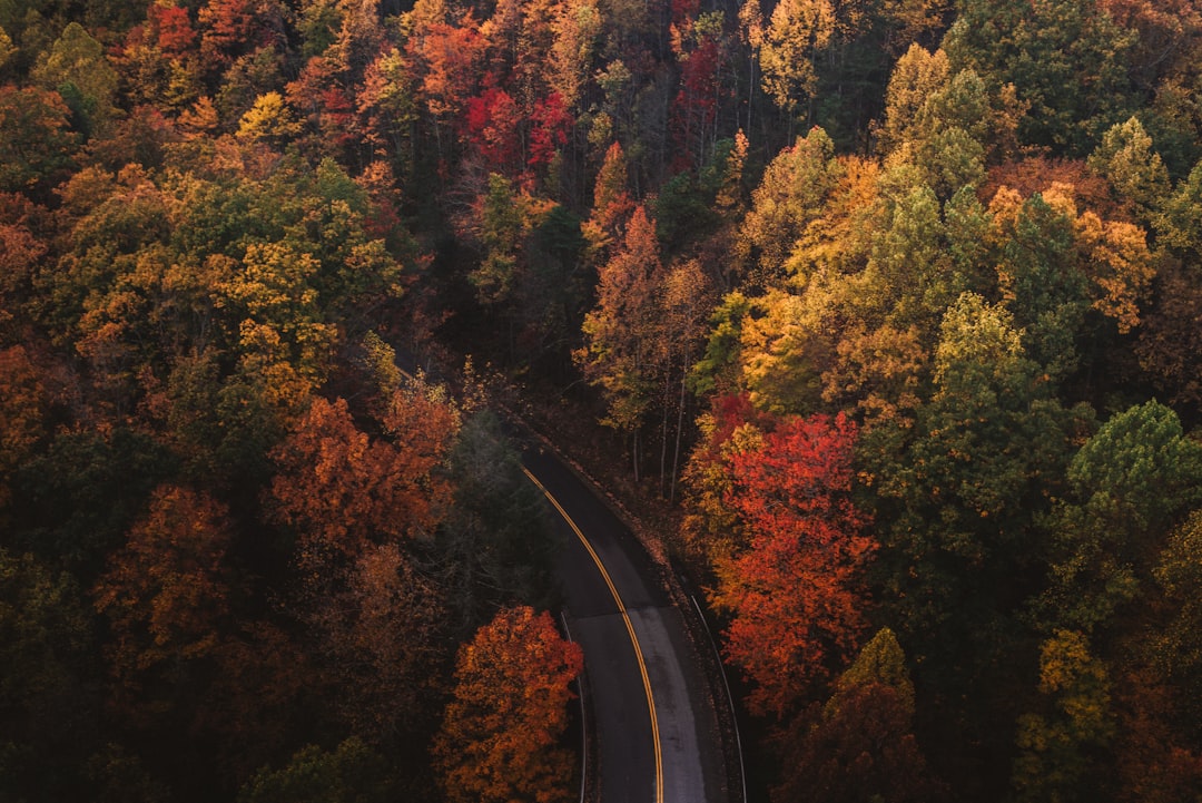 Winding paved road curving through vibrant red and orange autumn forest