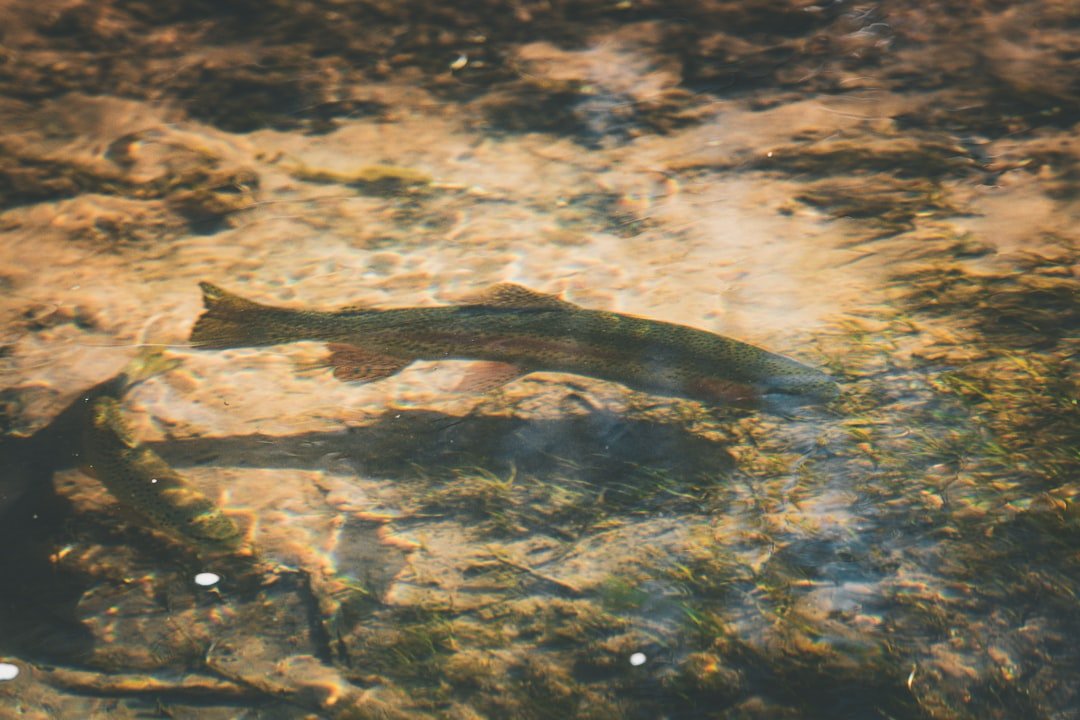 Angler casting for trout on a clear moving stream