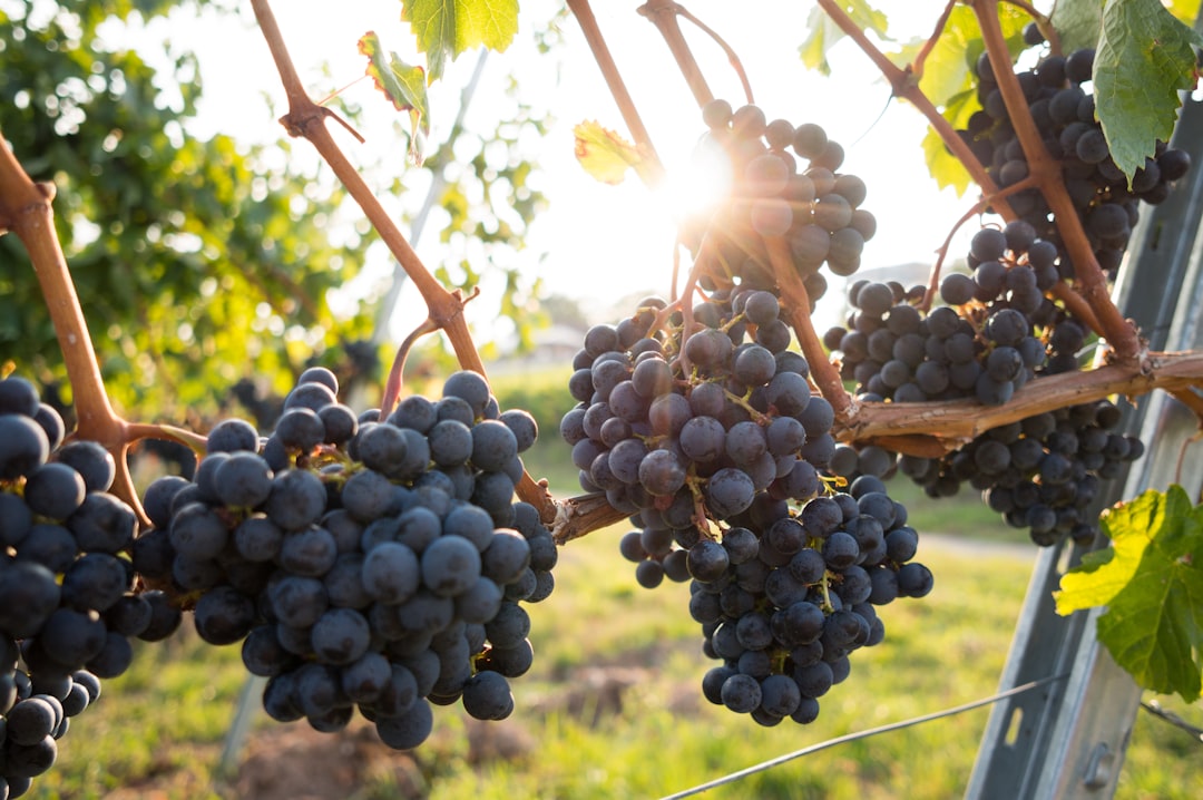 Ripe wine grapes ready for harvest on the vine